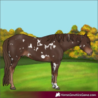 Horse Color:White Spotted Liver Chestnut 