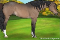 Horse Color:Brown Dun 