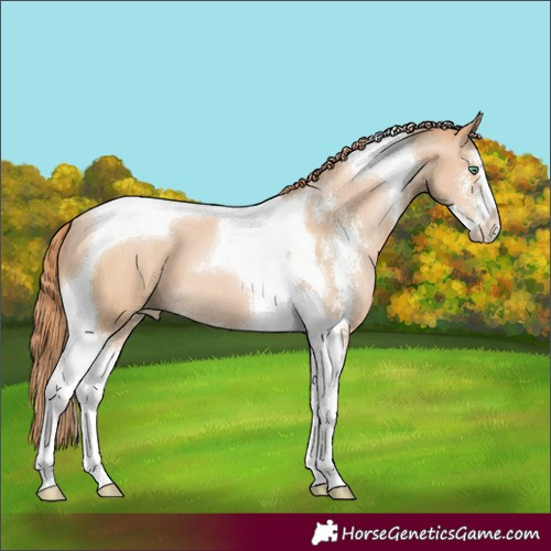 Horse Color:Smoky Black Pearl Sabino Tobiano 