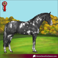 Horse Color:White Spotted Black Sabino 
