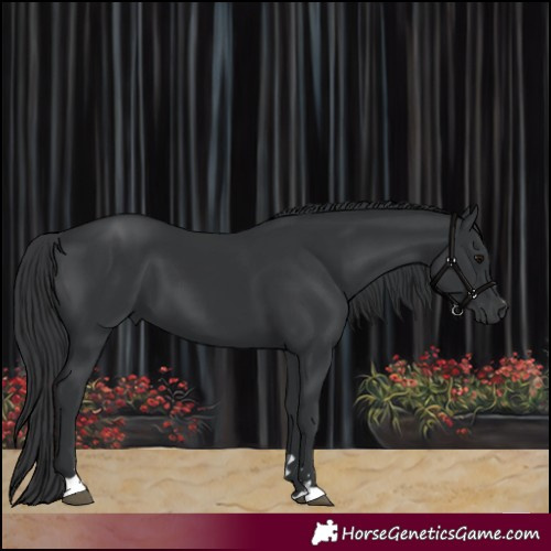 Horse Color:Black 