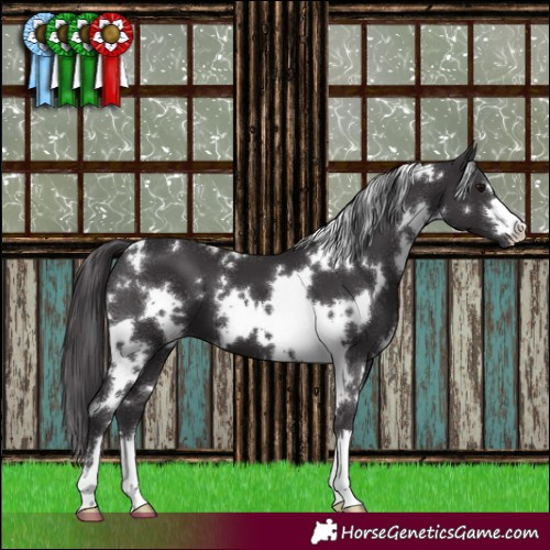Horse Color:White Spotted Smoky Black
