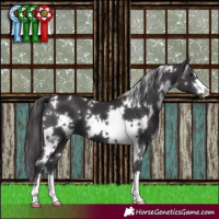 Horse Color:White Spotted Smoky Black