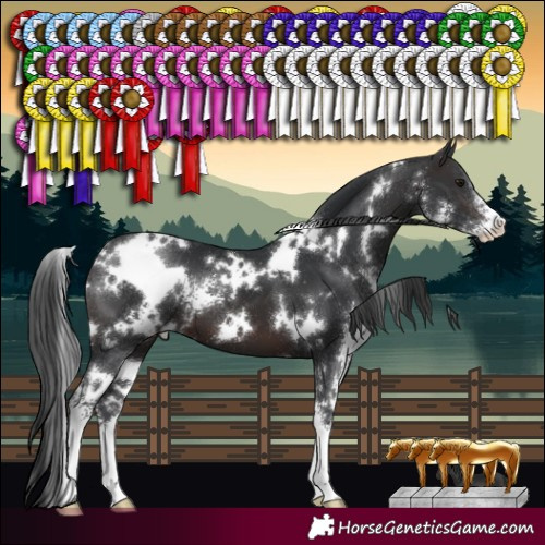 Horse Color:White Spotted Brown Sabino 