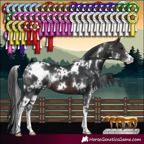 Horse Color:White Spotted Brown Sabino 
