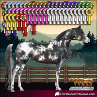 Horse Color:White Spotted Brown Sabino