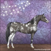Horse Color:White Spotted Grullo Sabino 