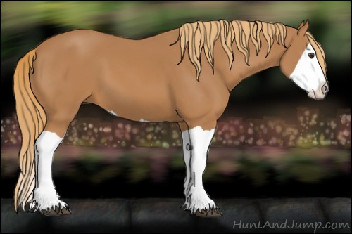 Horse Color:Chestnut Splash 