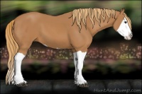 Horse Color:Chestnut Splash 