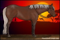 Horse Color:Silver Bay 