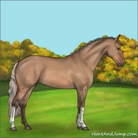 Horse Color:Silver Bay Dun 