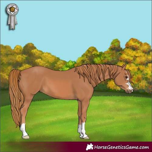 Horse Color:Chestnut 