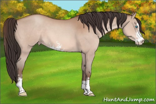 Horse Color:Sable Champagne Sabino 