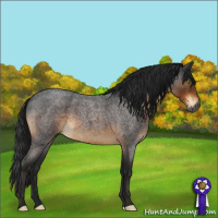 Horse Color:Gray Buckskin Roan Sabino Rabicano