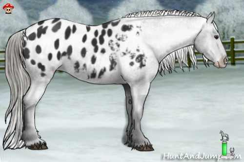 Horse Color:Liver Chestnut Mushroom Appaloosa 