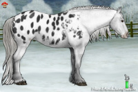 Horse Color:Liver Chestnut Mushroom Appaloosa 