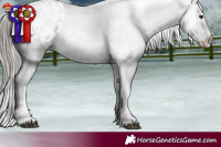 Horse Color:Liver Chestnut Mushroom Appaloosa 