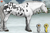 Horse Color:Liver Chestnut Mushroom Appaloosa 