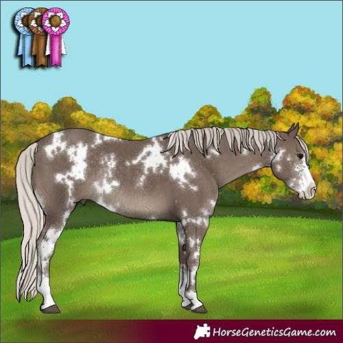 Horse Color:White Spotted Silver Black Sabino Rabicano