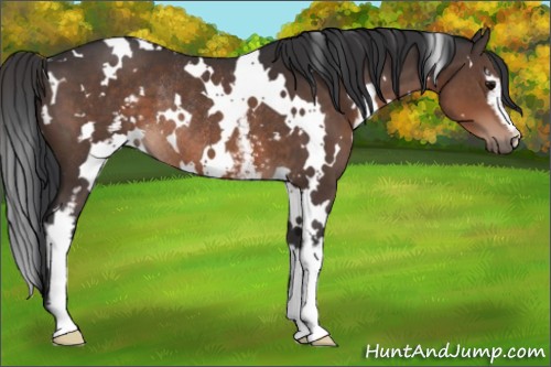Horse Color:White Spotted Brown Rabicano 
