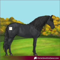 Horse Color:Black 