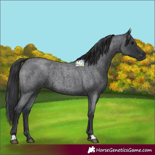 Horse Color:Blue Roan 