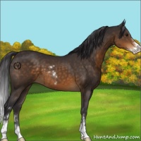 Horse Color:Buckskin Sabino