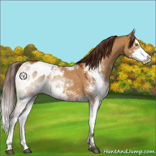 Horse Color:Buckskin Dun Sabino Appaloosa 