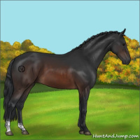 Horse Color:Brown Sabino