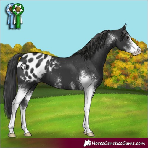 Horse Color:Black Sabino Appaloosa 