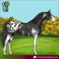 Horse Color:Black Sabino Appaloosa