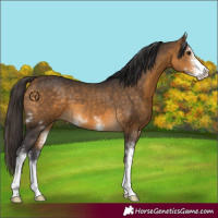 Horse Color:Buckskin Sabino