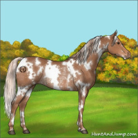 Horse Color:White Spotted Chestnut Rabicano 
