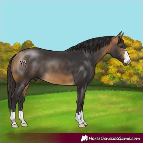 Horse Color:Buckskin 