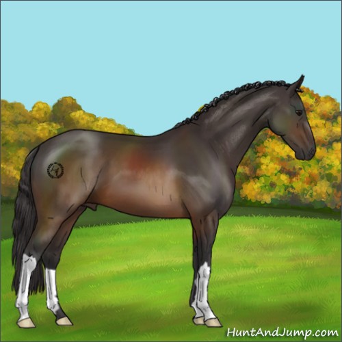 Horse Color:Buckskin 