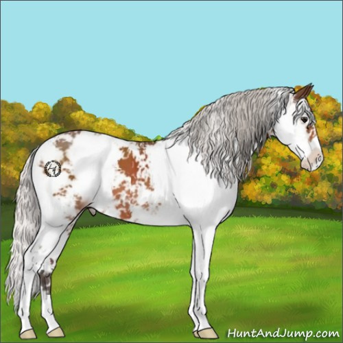 Horse Color:Silver Bay Sabino 