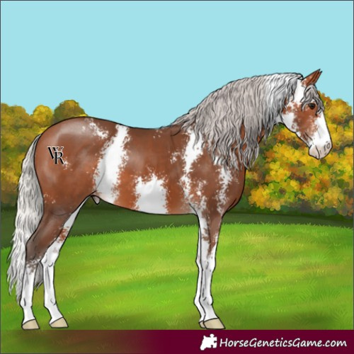 Horse Color:Silver Bay Sabino 