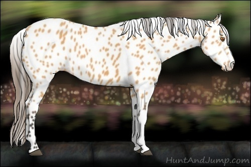Horse Color:Buckskin Appaloosa