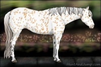 Horse Color:Buckskin Appaloosa 