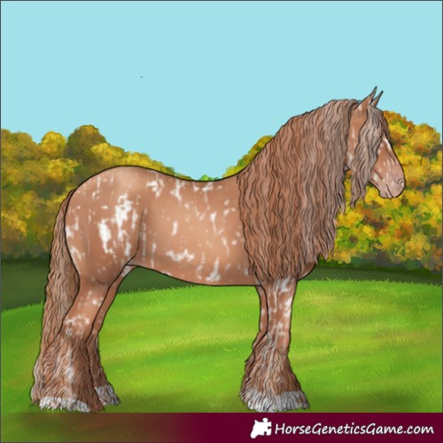 Horse Color:Gold Champagne Appaloosa  and Gold Champagne 