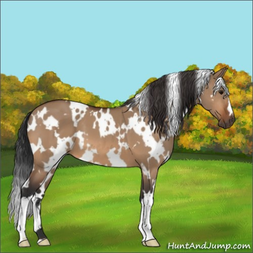 Horse Color:White Spotted Bay Dun