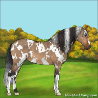 Horse Color:White Spotted Bay Dun 