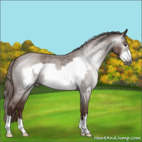 Horse Color:Gray Red Roan Frame