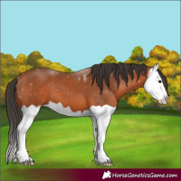 Horse Color:Bay Splash 