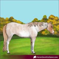 Horse Color:White Spotted Red Roan 