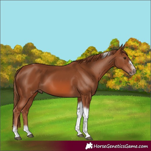 Horse Color:Chestnut Tobiano Frame 