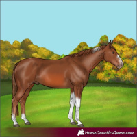 Horse Color:Chestnut Tobiano Frame 