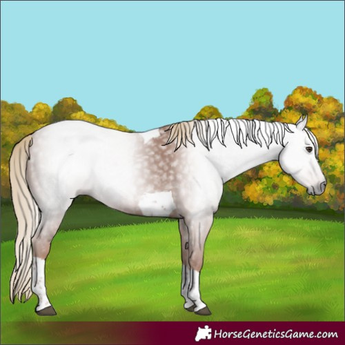 Horse Color:Gray Chestnut Tobiano 
