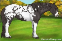 Horse Color:Smoky Black Tobiano Frame Appaloosa 