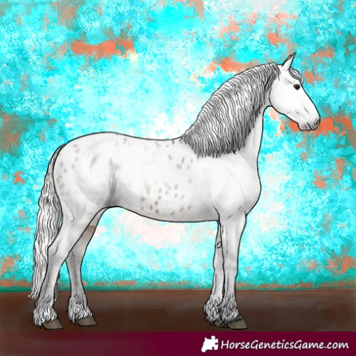 Horse Color:Gray Silver Bay Dun Appaloosa